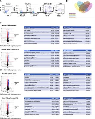 Monocyte Trafficking and Polarization Contribute to Sex Differences in Meta-Inflammation